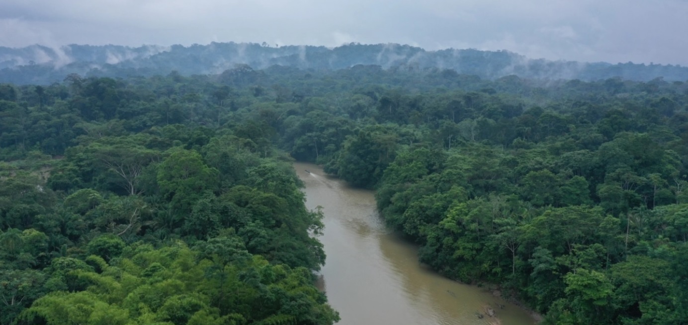 Forests and river in the Amazon