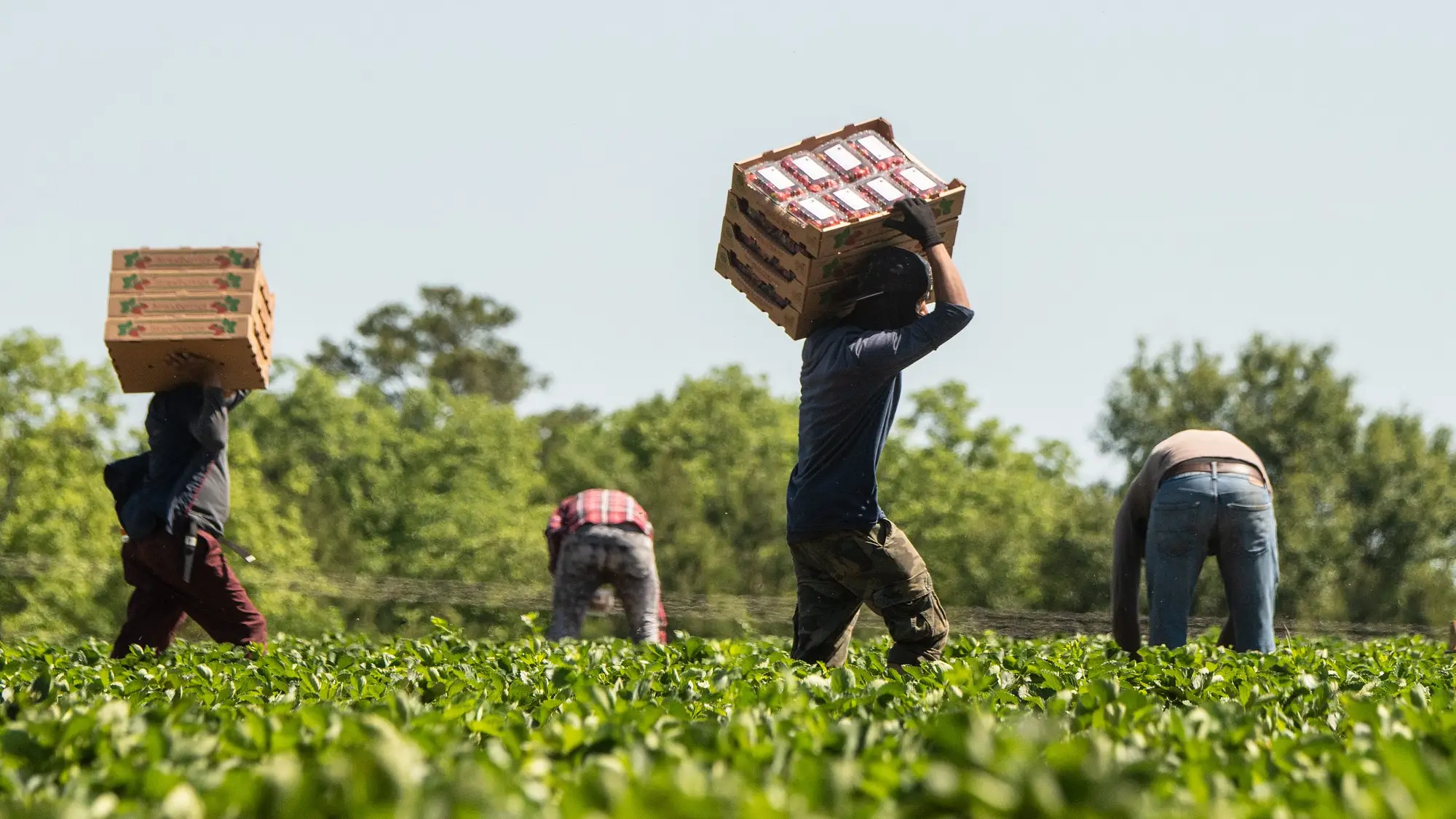 Four workers in an agricultural field pick produce and carry boxes on a bright day.