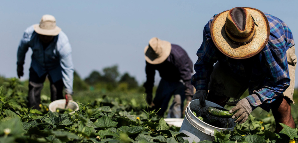 3 men working on a farm in a field collecting crops