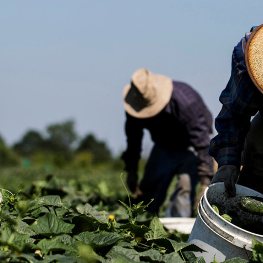 3 men working on a farm in a field collecting crops