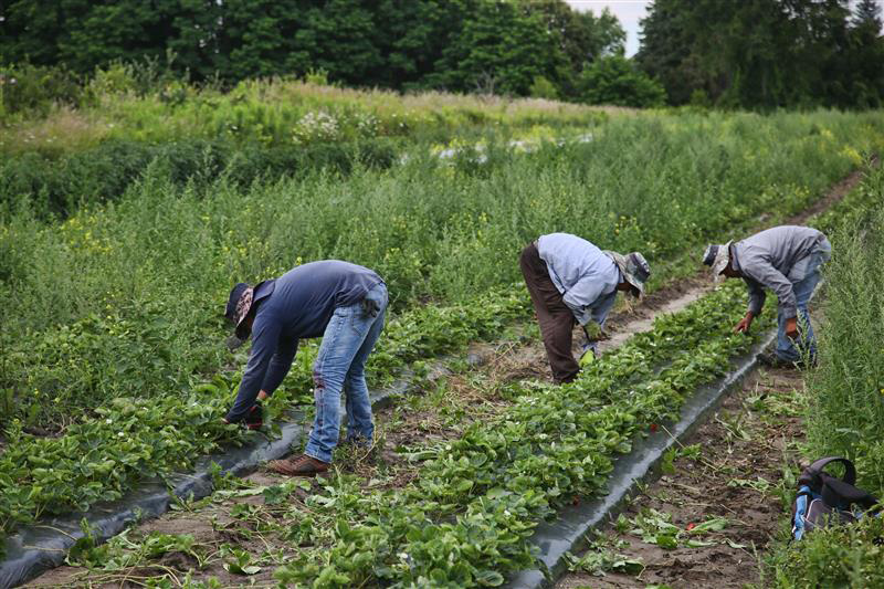 Migrant workers remove weeds surrounding strawberries plants at a farm in Markham, Ontario, Canada, on July 30, 2023.