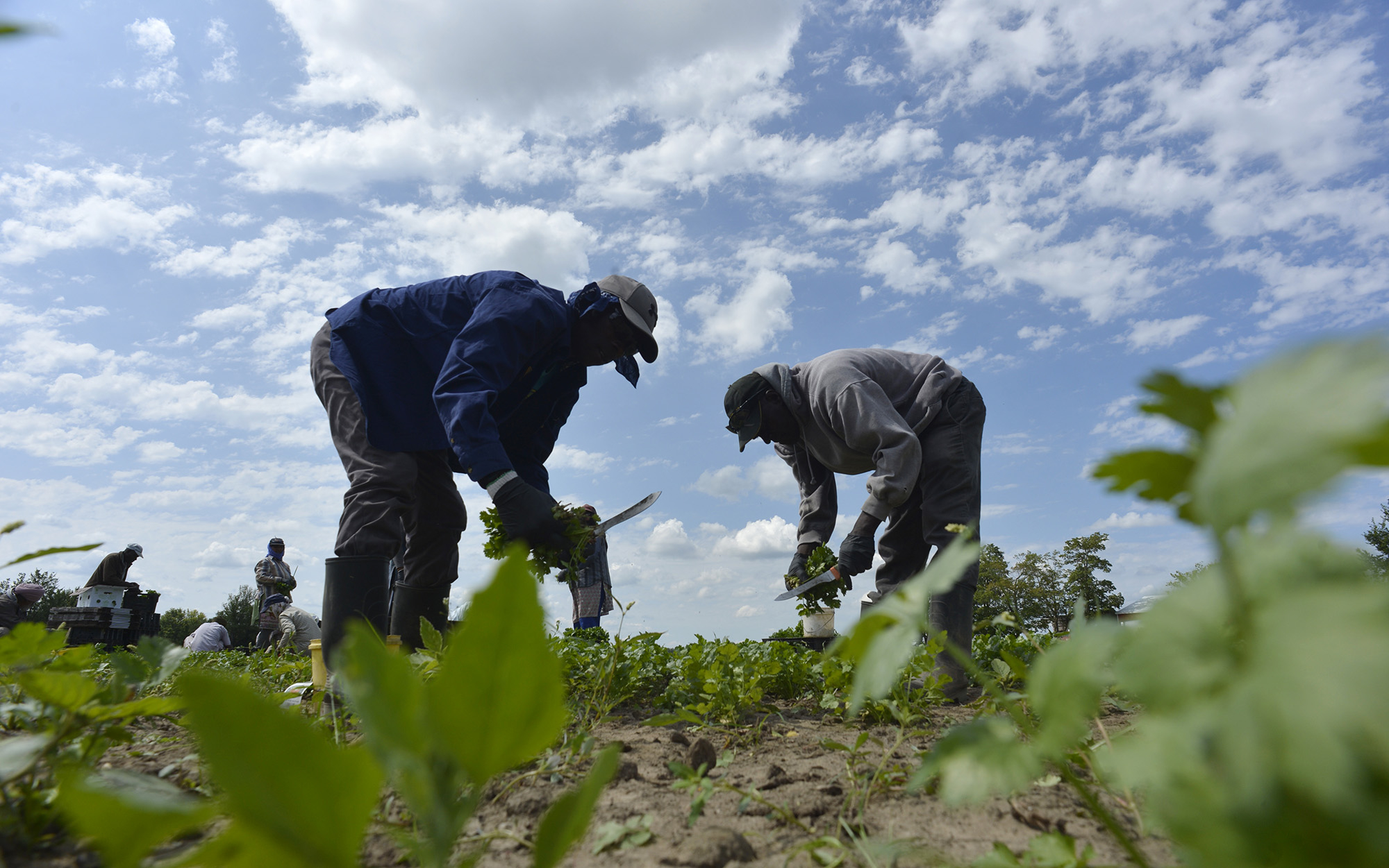 Migrant farm workers out in the field